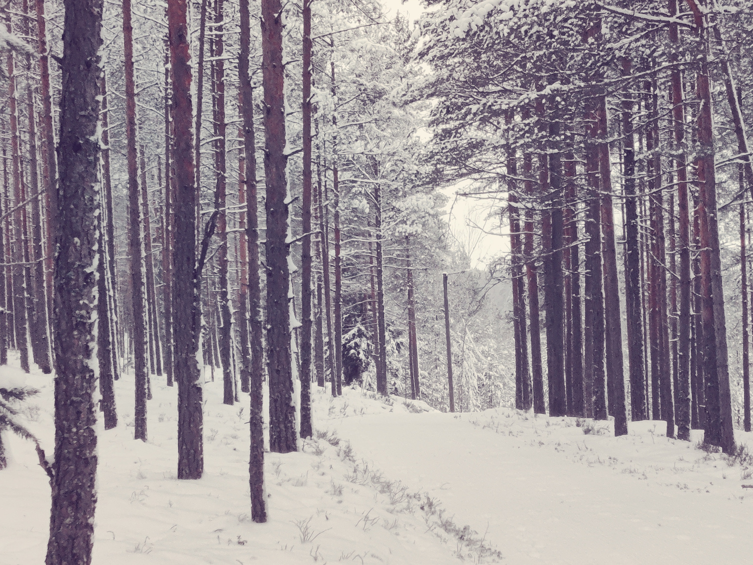 Jaala Polku Harjulla